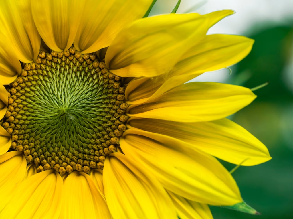 Nahaufnahme einer Sonnenblume